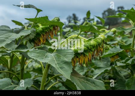 Sonnenblumenköpfe, die voll von Samen sind, werden am Ende der Vegetationsperiode auf einem Farmfeld an einem bewölkten Herbsttag geerntet Stockfoto