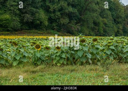 Die ersten Reihen von Sonnenblumenpflanzen sind für die Saison fertig und bereit für die Ernte der Samen, während die hinteren Reihen viel später als die gepflanzt blühen Stockfoto