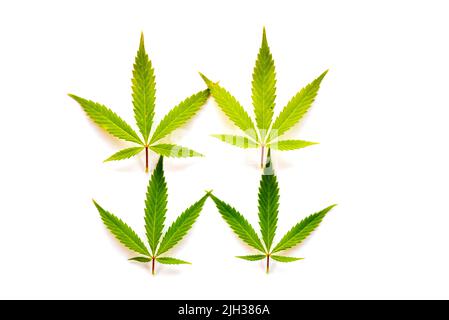 Cannabisblätter (fünf Finger) auf festem weißen Untergrund. Stockfoto