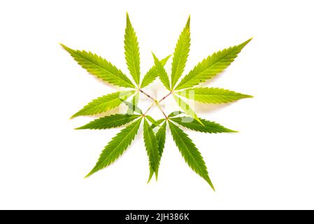 Cannabisblätter (fünf Finger) auf festem weißen Untergrund. Stockfoto