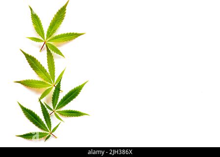 Cannabisblätter (fünf Finger) auf festem weißen Untergrund. Stockfoto