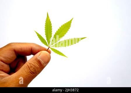 Cannabisblätter (fünf Finger) auf festem weißen Boden, in der Hand gehalten. Stockfoto