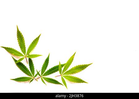 Cannabisblätter (fünf Finger) auf festem weißen Untergrund. Stockfoto