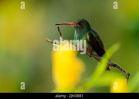 Rotschwanzkolibri - Amazilia tzacatl mittelgroße Kolibri, grüner und rotbrauner Vogel, der im Regenwald Ecuadors mit farbenfrohem yel sitzt Stockfoto