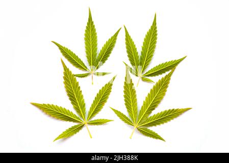 Cannabisblätter (fünf Finger) auf massivem weißen Hintergrund Stockfoto