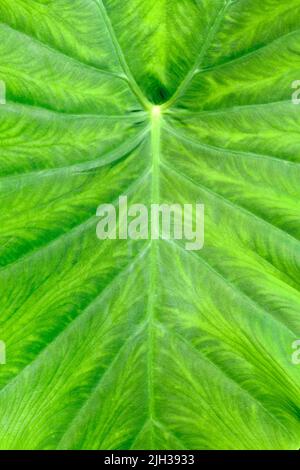 Nahaufnahme des Blattes der tropischen 'Colocasia Esculenta'-Taro-Pflanze Stockfoto