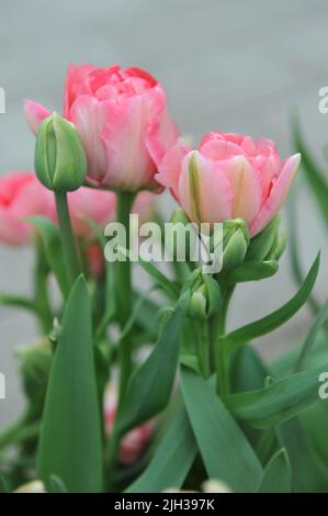 Im April blühen die rosafarbenen, mehrblütigen Doppeltulpen (Tulipa) Prinzessin Angelique in einem Garten Stockfoto