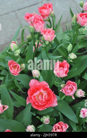 Im April blühen die rosafarbenen, mehrblütigen Doppeltulpen (Tulipa) Prinzessin Angelique in einem Garten Stockfoto
