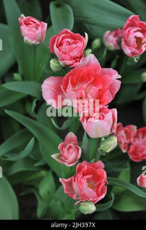 Im April blühen die rosafarbenen, mehrblütigen Doppeltulpen (Tulipa) Prinzessin Angelique in einem Garten Stockfoto