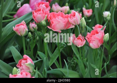 Im April blühen die rosafarbenen, mehrblütigen Doppeltulpen (Tulipa) Prinzessin Angelique in einem Garten Stockfoto