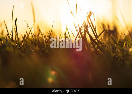Silhouette von entkochten Gräsern oder Ernten aus Bodenhöhe bei Sonnenuntergang. Naturhintergrundfoto. Konzept der CO2-Netto-Null- oder CO2-Neutralität. Stockfoto