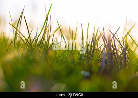 Gräser vom Boden. Naturhintergrundfoto. Selektiver Fokus auf die Pflanzen oder Gräser. Foto des Konzepts „Carbon net Zero“ oder „Carbon Neutrality“. Stockfoto