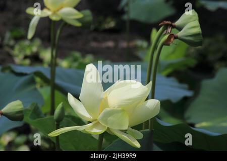 Lotus im Cullinan Park Stockfoto