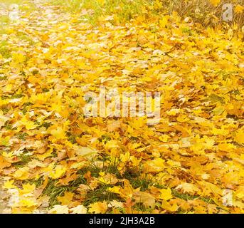 Gefallen herbstlichen Ahornblätter auf dem Fußweg, Herbst natürlichen Nahaufnahme Hintergrund Stockfoto