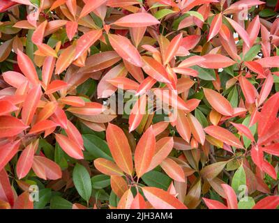 Frische Blätter auf den Büschen. Natürliches Muster. Hinterlässt den Hintergrund. Rote und grüne Sträucher im Süden. Schöne Pflanzen Stockfoto