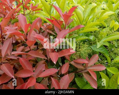 Frische Blätter auf den Büschen. Natürliches Muster. Hinterlässt den Hintergrund. Rote und grüne Sträucher im Süden. Schöne Pflanzen Stockfoto