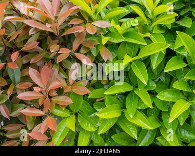 Frische Blätter auf den Büschen. Natürliches Muster. Hinterlässt den Hintergrund. Rote und grüne Sträucher im Süden. Schöne Pflanzen Stockfoto