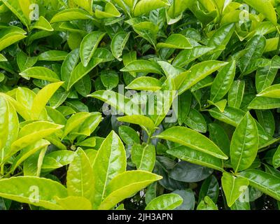 Frische Blätter auf den Büschen. Natürliches Muster. Hinterlässt den Hintergrund. Rote und grüne Sträucher im Süden. Schöne Pflanzen Stockfoto