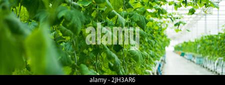 Wachsende grüne Gurken in einem großen und hellen Gewächshaus. Kleine grüne Gurken auf dem Bauernhof. Webbanner Stockfoto