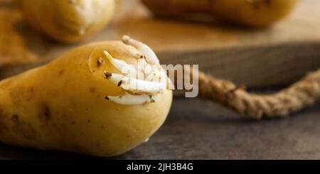 Auf einem dunklen Tisch und Holzbrett gekeimte Samenkartoffeln Stockfoto