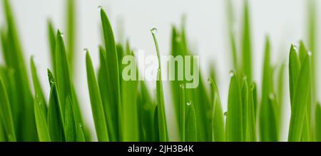 Grünes Gras mit Tau tropft auf den Spitzen der Grashalme. Stockfoto