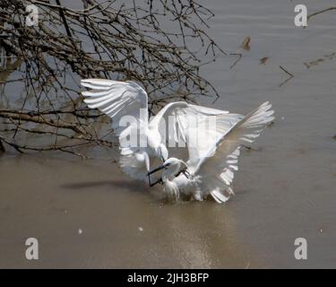 Zwei Reiher Arten der kleinen Reiher (Egretta garzetta) kämpfen um Gebiet, die Küste von Thailand. Stockfoto