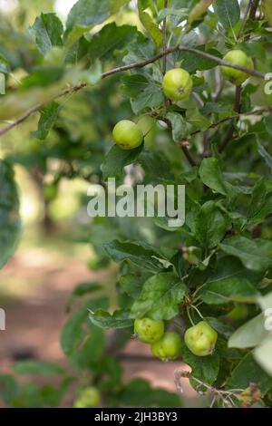 Nahaufnahme eines Apfelbaums, der mit kochenden Äpfeln in einem Obstgarten an einem hellen sonnigen Sommertag in Großbritannien beladen ist Stockfoto