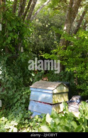 Ein altmodischer, traditioneller Bienenstock aus Holz in einem überwachsenen Garten an einem sonnigen Sommertag Stockfoto