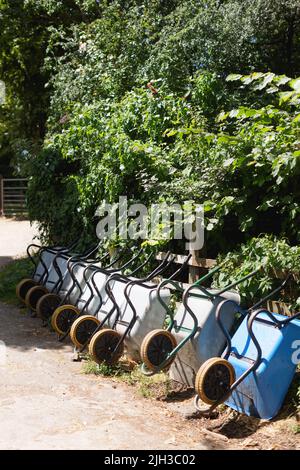 Eine Reihe von Schubkarren in einem Gemeinschaftsgarten. Die Schubkarren lehnen sich gebrauchsfertig an eine Hecke. Silberkarren aus Metall. Einer ist anders und blau. Stockfoto