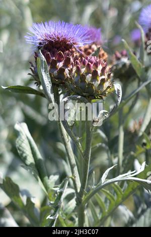 Nahaufnahme von wunderschönen violetten Artischockenblüten und Artischockenblüten auf einer Artischockenpflanze vor einem blauen Himmel und Artischockenblättern an einem heißen Tag Stockfoto