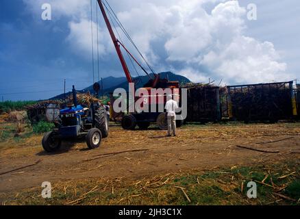 St Kitts Zuckerrohr schneiden Stockfoto