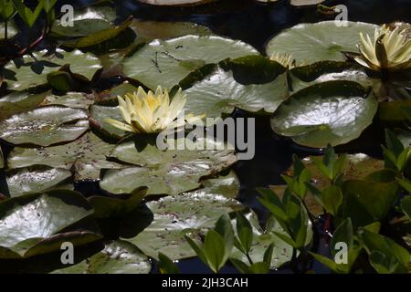 Wasserlilien in Pond Wisley Surrey England Stockfoto