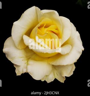 Gelbe Rose isoliert auf schwarzem Hintergrund. Natur. Keine Schatten. Nahaufnahme Stockfoto