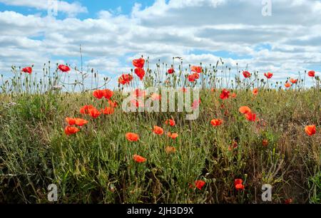 Mohnblumen am Rand eines Suffolk-Kornfeldes Stockfoto