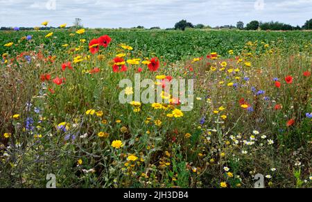 Bunte Wildblumen am Rande eines Suffolk-Feldes Stockfoto