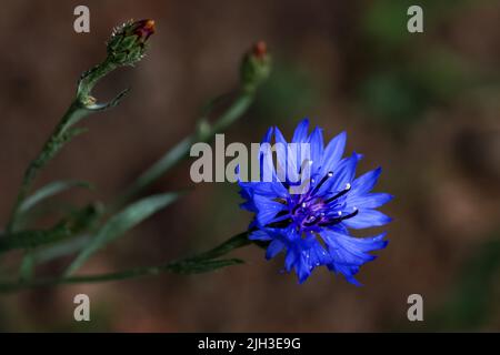 Blaue Kornblume 'Centaurea cyanus' vor dunkelbraunem Hintergrund. Makro-Nahaufnahme, einzelne Blüte. Irland Stockfoto