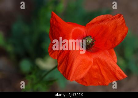 Rote Mohnblume vor verschwommenem Hintergrund. Makrozinnenkaltern und Stigma. Irland Stockfoto