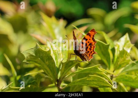 Der Komma-Schmetterling 'Polygonia c-Album', leuchtend orange mit Jakobsmuscheln-Randflügeln, auf sommerlichen Stechpalmblättern. Dublin, Irland Stockfoto