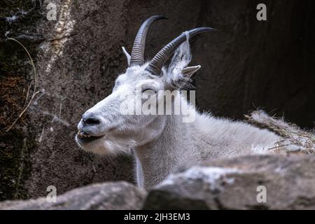 Ruhende Bergritte (Oreamnos americanus) Stockfoto