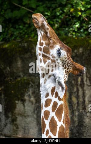 Netzgiraffe (Giraffa camelopardalis reticulate) Stockfoto