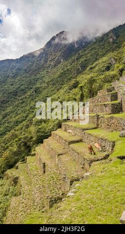 Lamas Fütterung auf den Terrassen Hügel von Machu Piccu, hohen Winkel. Spektakuläre Naturkulisse und historischer Hintergrund mit Kopierraum. Stockfoto