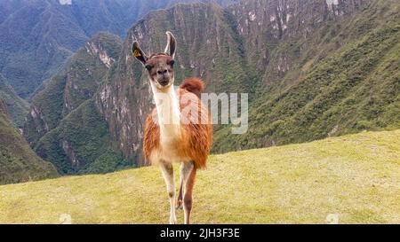 Lama blickt auf die Hügel der antiken Inka-Stadt Machu Picchu. Lustige Szene mit südamerikanischen Tieren in Peru, die direkt in die Linse schauen Stockfoto