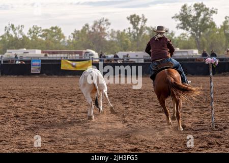 Cowboy auf dem Pferd bei einem Camp-Draft-Event bei einem australischen Country-Rodeo, bei dem ein Kalb abgerundet wird. Stockfoto