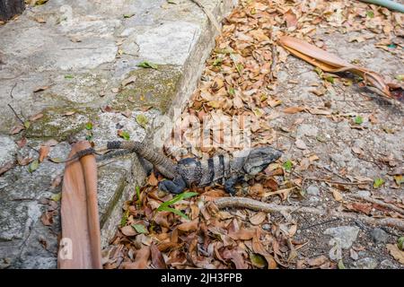 Graue Leguan-Eidechse, die mit Blättern auf dem Boden sitzt, Playa del Carmen, Yu atan, Mexiko. Stockfoto