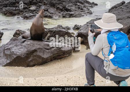 Frau macht ein Foto von einem Seelöwen, der auf einem Felsen in den Galapagos posiert Stockfoto