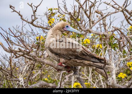 Rotfußbooby, der in einem Baum in den Galapagos thront Stockfoto