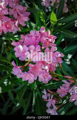 Rosa Nerium Oleander in der Sonne, Nahaufnahme Stockfoto