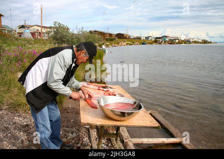 Dene man (Morris Neyelle) fileting Lake Forellenfische entlang des Ufers des Great Bear Lake im Sommer, in der Gemeinde Deline, Northwest Territories. Stockfoto