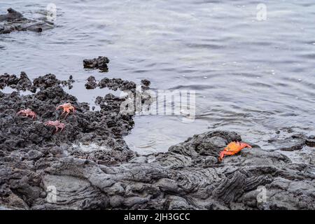 Leuchtend orange Sally Lightfoot Krabben auf vulkanischen Lavagesteinen am Wasserrand der Galapagos-Inseln Stockfoto