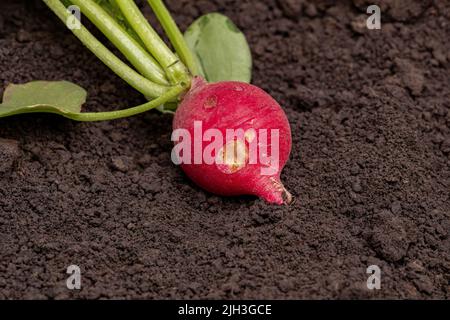 Roter Rettich mit Bug-Loch in der Wurzel. Unperfektes Essen, Garteninsektenschäden und Bio-Erzeugungskonzept Stockfoto